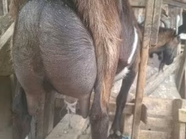 تيس, Alpine goat