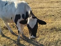 Bik, Russian Black pied cattle — fotografija 4