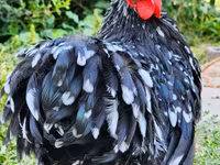 Pekinška bantam — fotografija 2