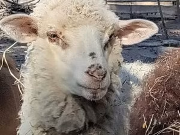 भेड़, Merino sheep