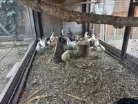 Gollandiya bantam — 5-rasm