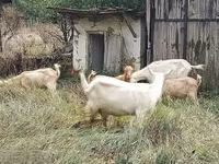 Kozioł, Kozy — zdjęcie 2