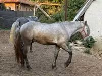 Caballo, Caballos — foto 5