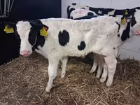 Byk, Russian Black pied cattle — zdjęcie 7
