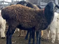 Owca, Edilbay sheep — zdjęcie 2