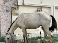 Kobila, Azerbaijan horse — fotografija 5