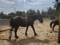 Cheval, Chevaux — photo 4