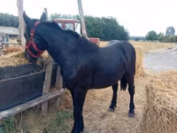 فرس, Percheron — الصورة 4
