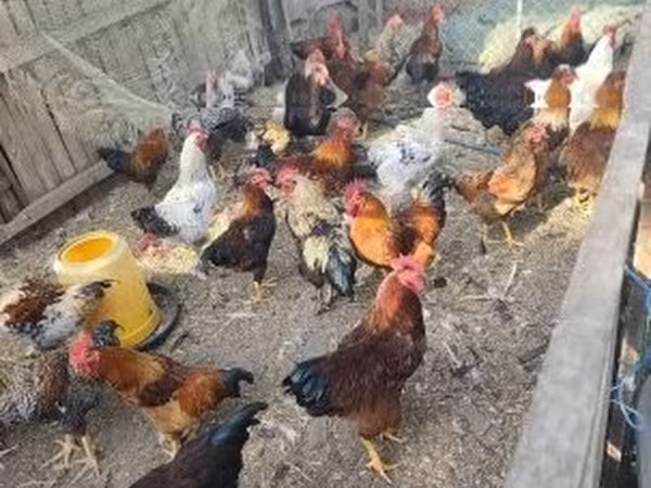 Chickens — Hongrie
