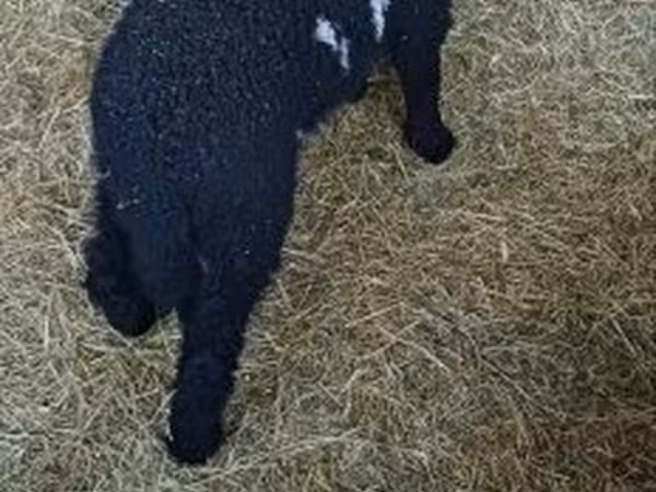 كبش, Wallis Country sheep