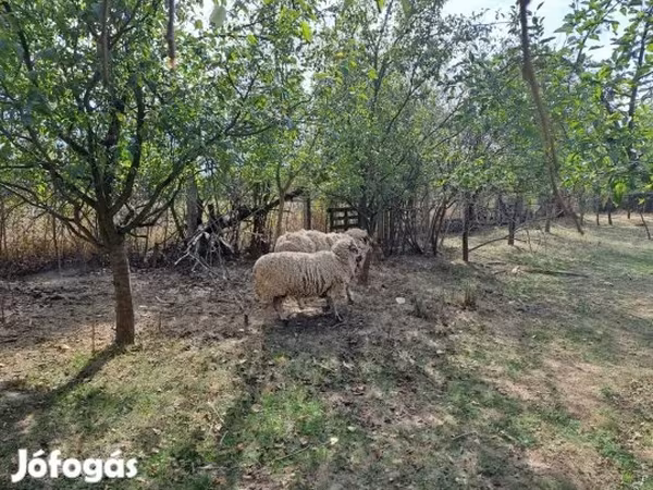 公羊, Tsigai sheep