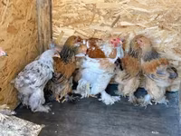 Brahma — Foto 1