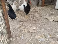 Chickens — फ़ोटो 2