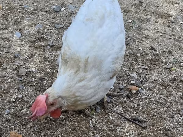 Chickens