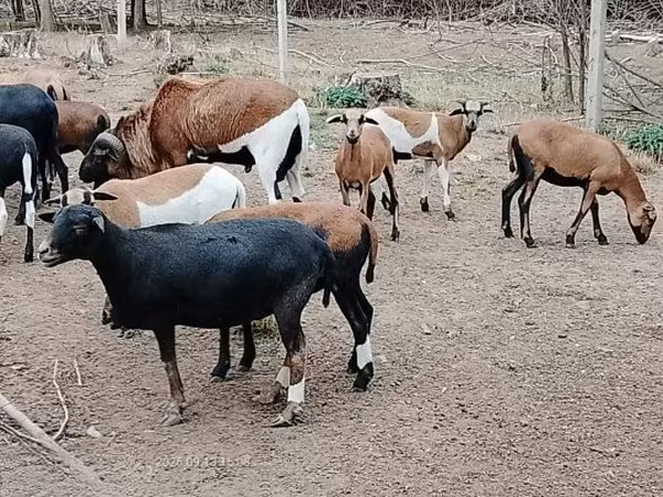 Ovelha, Cameroon sheep — Hungria