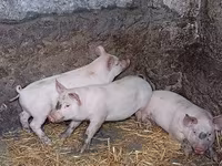 Boar, Ландрас — photo 3