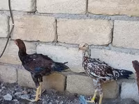 Chickens — fotografija 6
