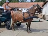 母马, Berber horse — 照片 1