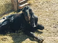 Jarac, Kamori goats — fotografija 5