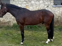 Cavalo, Hungarian horse breed — foto 2