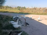 Geese — fotografija 2