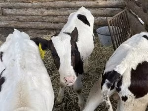 公牛, Russian Black pied cattle