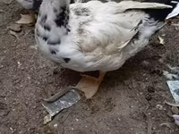 家养麝香鸭 — 照片 1