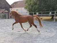 Koń, Konie — zdjęcie 4