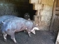 Свиноматка, Пьетрен — фото 3