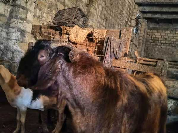 Jarac, Kamori goats
