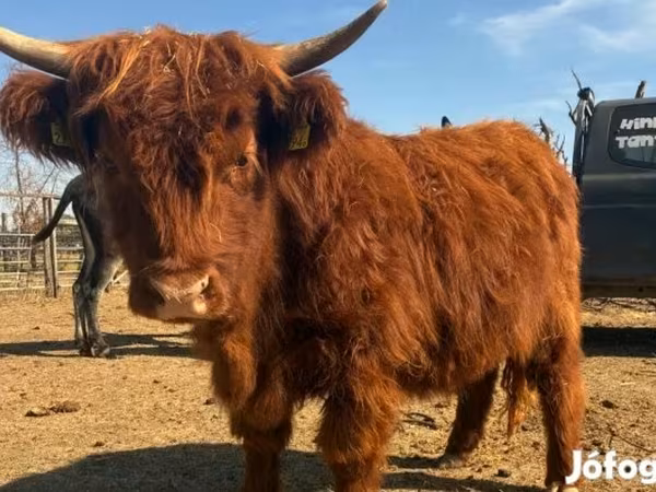 Cow, Highland
