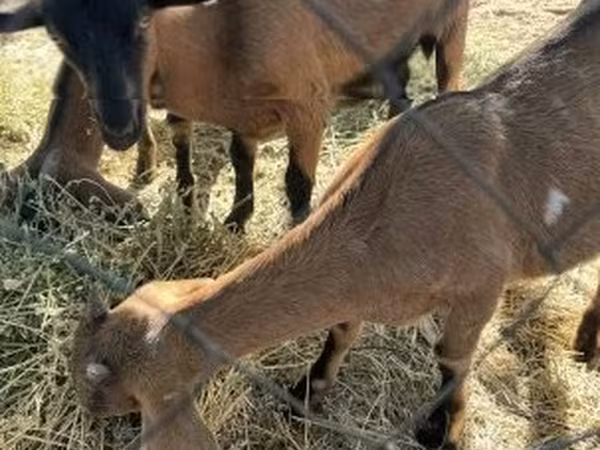 Коза, Alpine goat