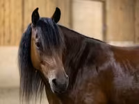 Kobila, Friesian — fotografija 2