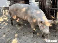 Boar, Pigs — photo 1
