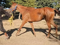 Mare, Arabian horse — photo 3