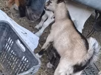 Ziegenbock, Ziegen — Foto 3