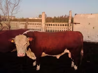 Bik, Swiss cattle — fotografija 2