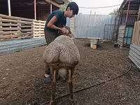 Moutons (lot, sexe non indiqué), Arashan sheep — photo 2