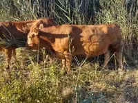 母牛, Limousin cow — 照片 4