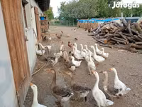 Geese — 照片 7