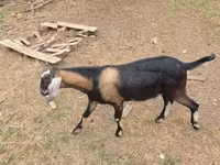 Billy Goat, Nubian Goat — photo 5
