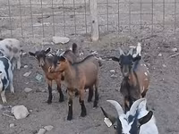 Boucs, Pomellata goat — photo 1