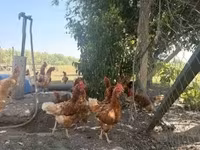 Chickens — foto 3