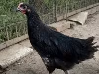 أوسترالورب — الصورة 2