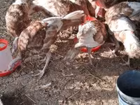 Turkeys — fotografija 3