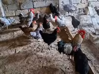 Chickens — fotografija 8