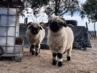 母羊, Valais Blacknose sheep — 照片 1