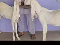 Koza, Gulabi goats — fotografija 4