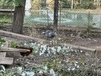 Guinea fowl — फ़ोटो 2