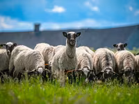 Ovan, Romanov sheep — fotografija 3
